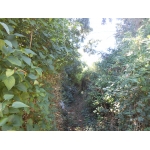 MAISON CHATILLON COLIGNY A RESTAURER