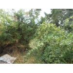 MAISON CHATILLON COLIGNY A RESTAURER